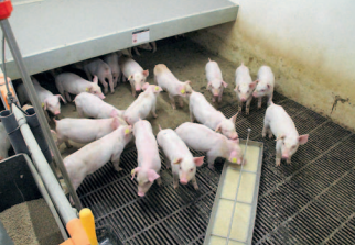 Smågrise spiser ZeroZinc