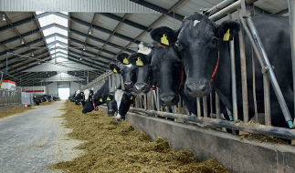 Køer i stalden hos Gaardsted Højgaard 